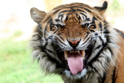 Exposição de Fotografia - "Olhos da Extinção"