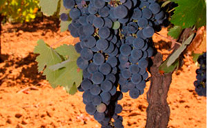 Sabor e requinte para descobrir nos Fins de Semana Gastronómicos do Vinho de Palmela 