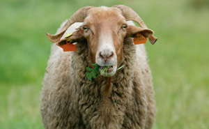 20º Festival Queijo, Pão e Vinho: Duas décadas a celebrar os saberes e os sabores da Arrábida 