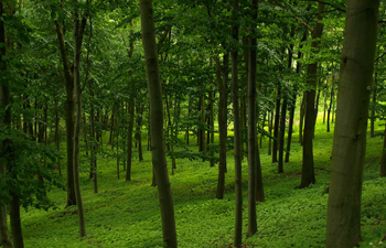 Município promove atividades de sensibilização para a importância da Floresta 