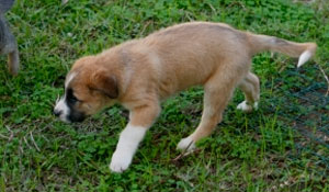 Câmara Municipal de Palmela resgata mais de duas centenas de animais em ação concertada com assoc...
