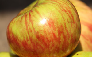 Comissão Europeia atribuiu Denominação de Origem Protegida à Maçã Riscadinha de Palmela 