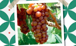 Fins-de-Semana Gastronómicos do Moscatel de Setúbal despedem-se de 2013 com recorde de participan...