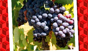 Continuam os Fins-de-Semana Gastronómicos do Vinho em Palmela 