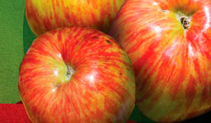 Fruta de Palmela dá o mote a Fins-de-Semana Gastronómicos 