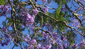 Câmara de Palmela procede a tratamento químico de árvores 