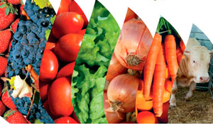 XXII Feira Comercial e Agrícola de Poceirão de 1 a 3 de Julho 