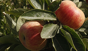 Palmela já é Denominação de Origem para a Maçã Riscadinha 