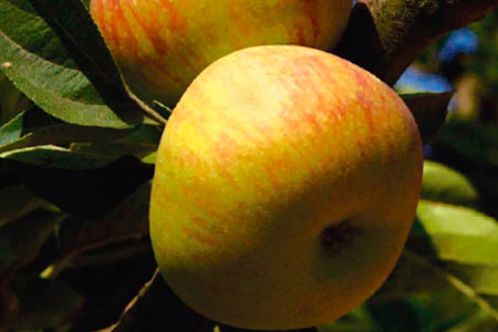 Fins de Semana Gastronómicos da Fruta continuam a valorizar produtos locais