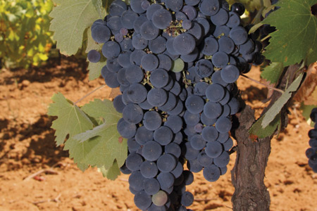 Vinho de Palmela dá mais sabor aos próximos Fins de Semana Gastronómicos