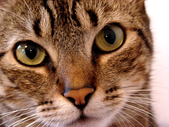 Município de Palmela esteriliza e devolve às colónias gatos das ruas de Pinhal Novo