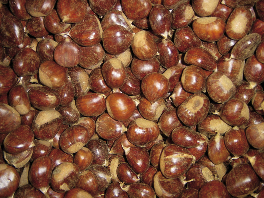 S. Martinho comemora-se no concelho de Palmela