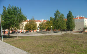 Câmara procede a trabalhos de desmatação e abate de palmeiras em Pinhal Novo  