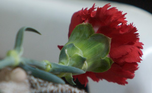 Chaimite é símbolo do 25 de Abril: Instalação monumental nasce em Pinhal Novo