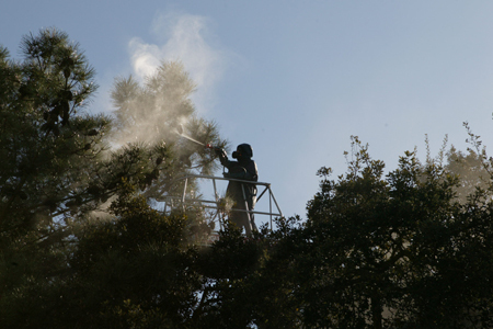 Desinfestação de árvores em Palmela