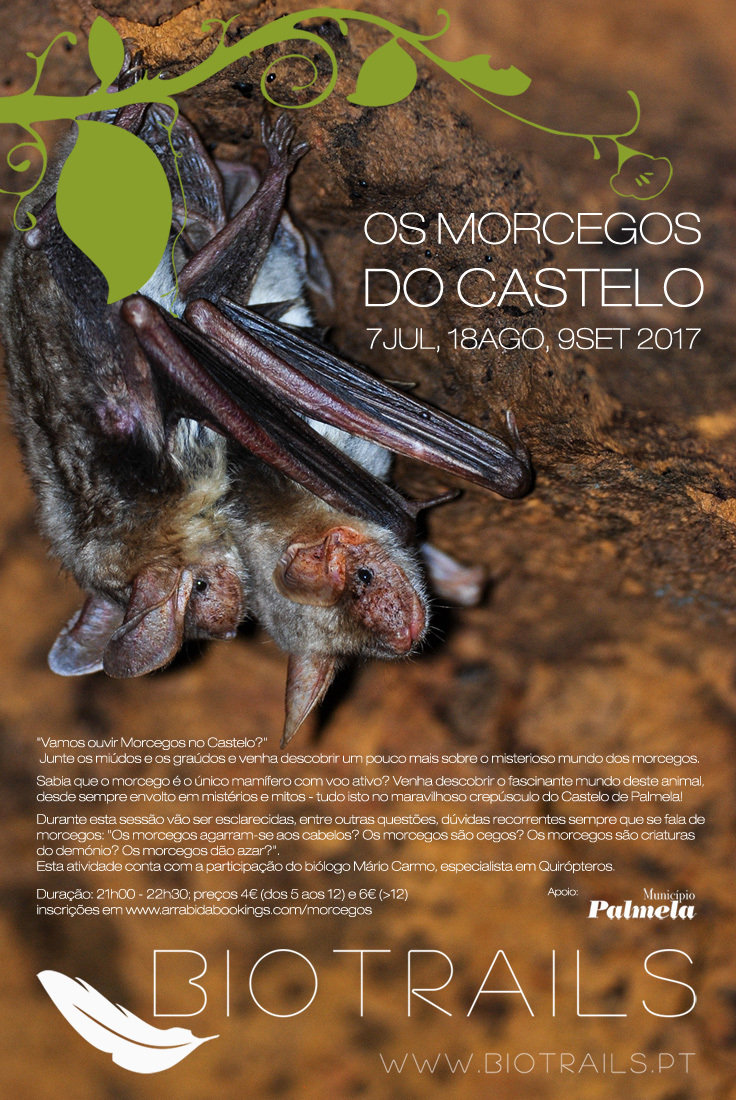 Os Morcegos do Castelo: Biotrails promove sessão sobre o mundo fascinante dos morcegos