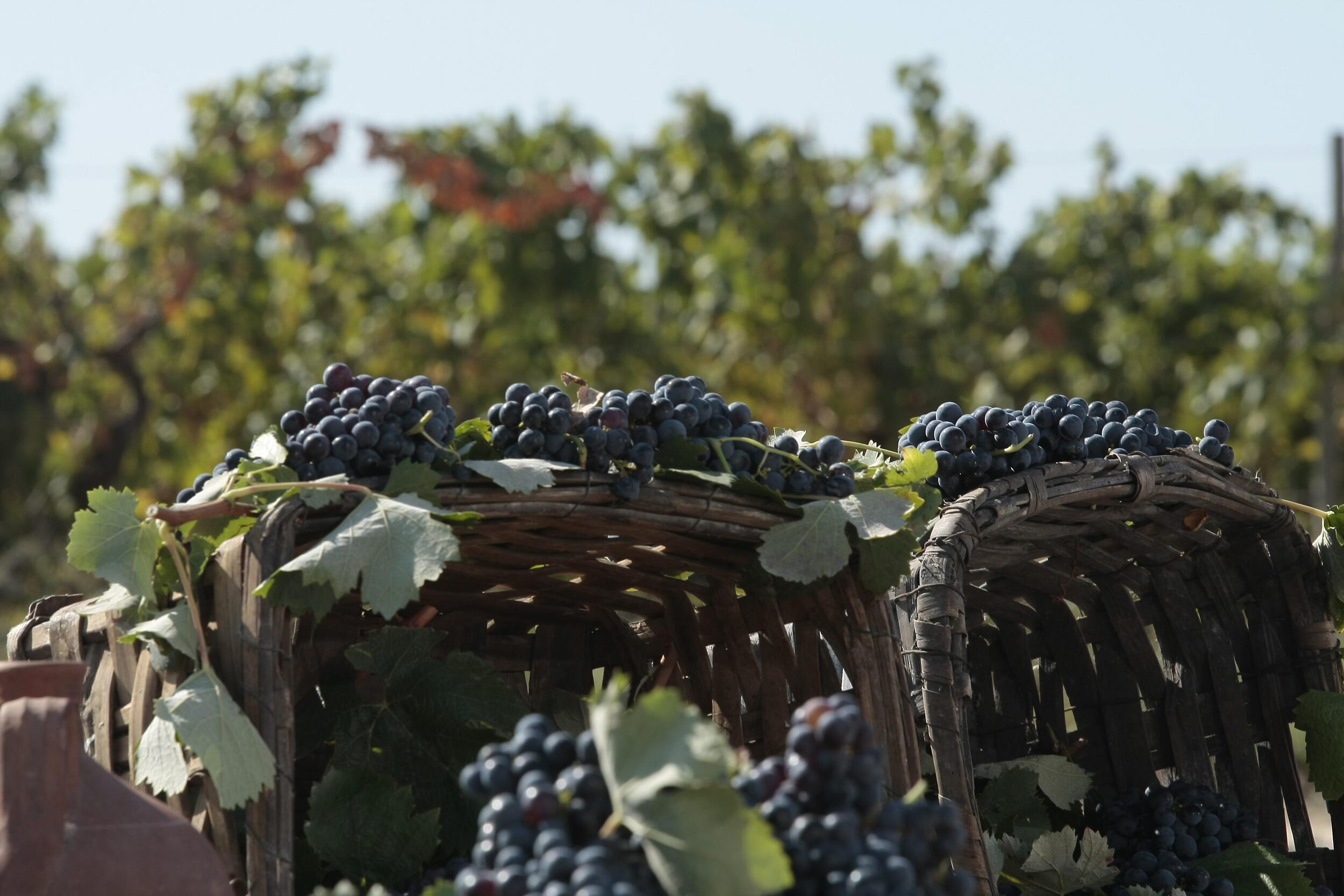 Enoturismo em destaque no Dia Mundial do Turismo: Adegas da Rota convidam a conhecer as vindimas