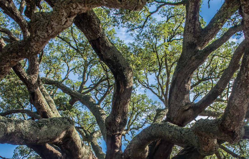 Dia Mundial da Floresta assinalado com a comunidade