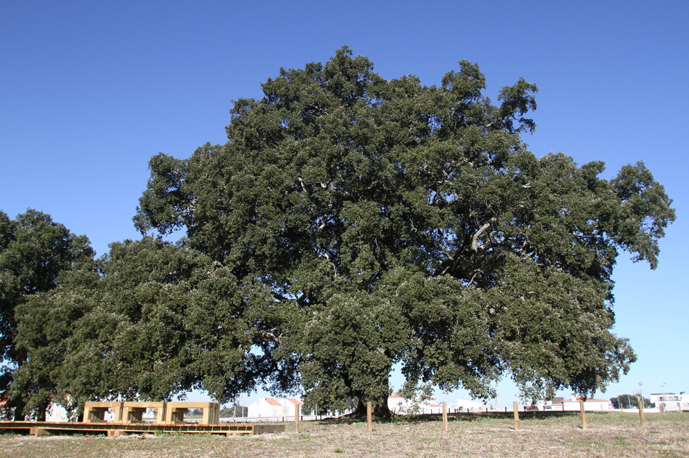 Concurso Tree of the Year: Cerimónia de entrega de prémios do é transmitida hoje em streaming 