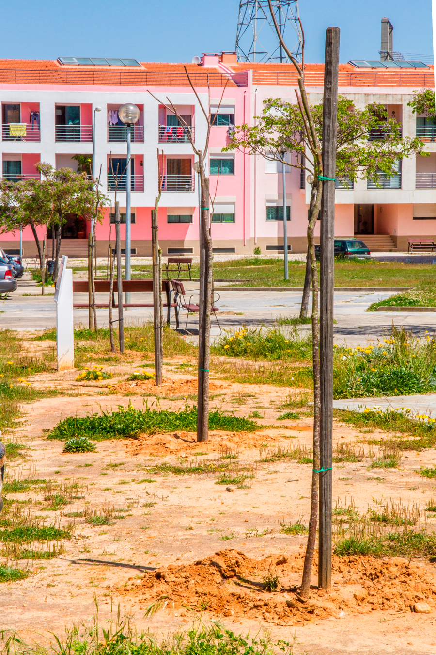 Mais árvores na urbanização Colinas da Arrábida