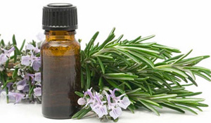 Essências Florais de Bach são tema de workshop na Biblioteca de Palmela 