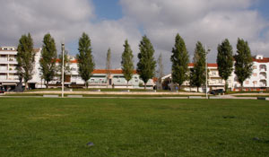 “Algodão” de choupos não provoca alergias 