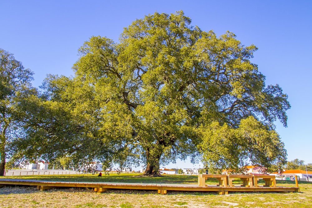 Sobreiro Assobiador, Árvore Europeia do Ano 2018, é de novo Árvore de Interesse Público
