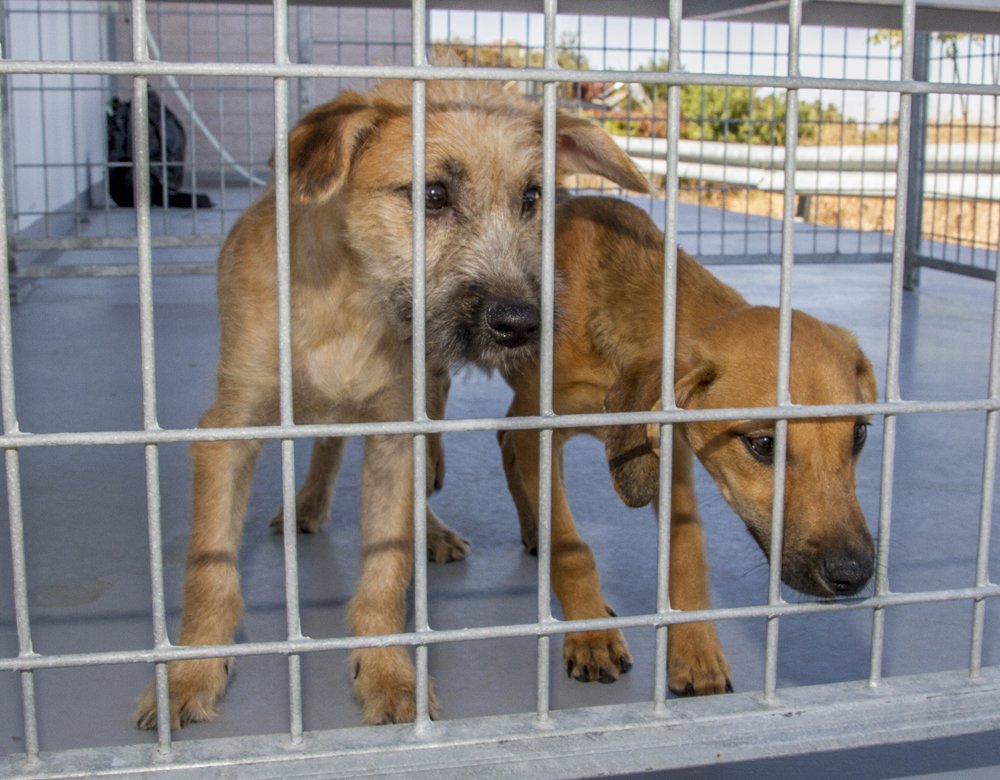 Visitas ao CROA e Cãominhada Solidária assinalam Dia do Animal