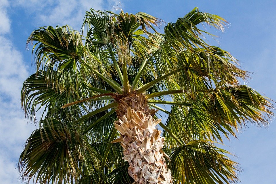 Sessão de esclarecimento com Moradores: Condição fitossanitária das palmeiras em Pinhal Novo