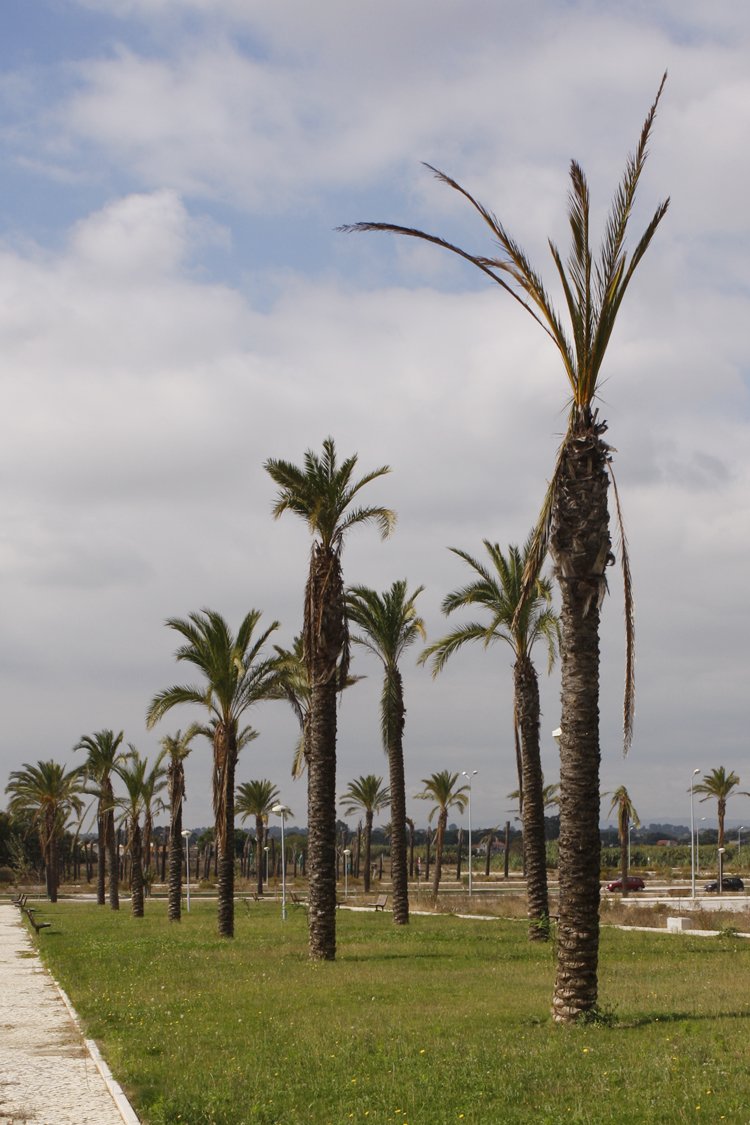 Pinhal Novo: Município discute hoje soluções para palmeiras