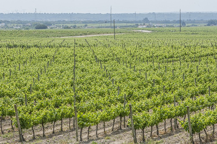 Vinhos da Região voltam a destacar-se em concursos internacionais