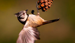 Exposição fotográfica “Ser Vivo” no Cineteatro S. João 