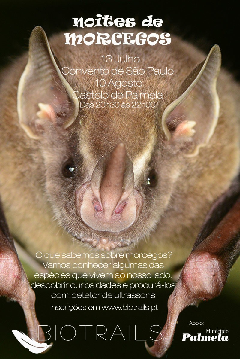 Castelo de Palmela é palco de “Noites de Morcegos”