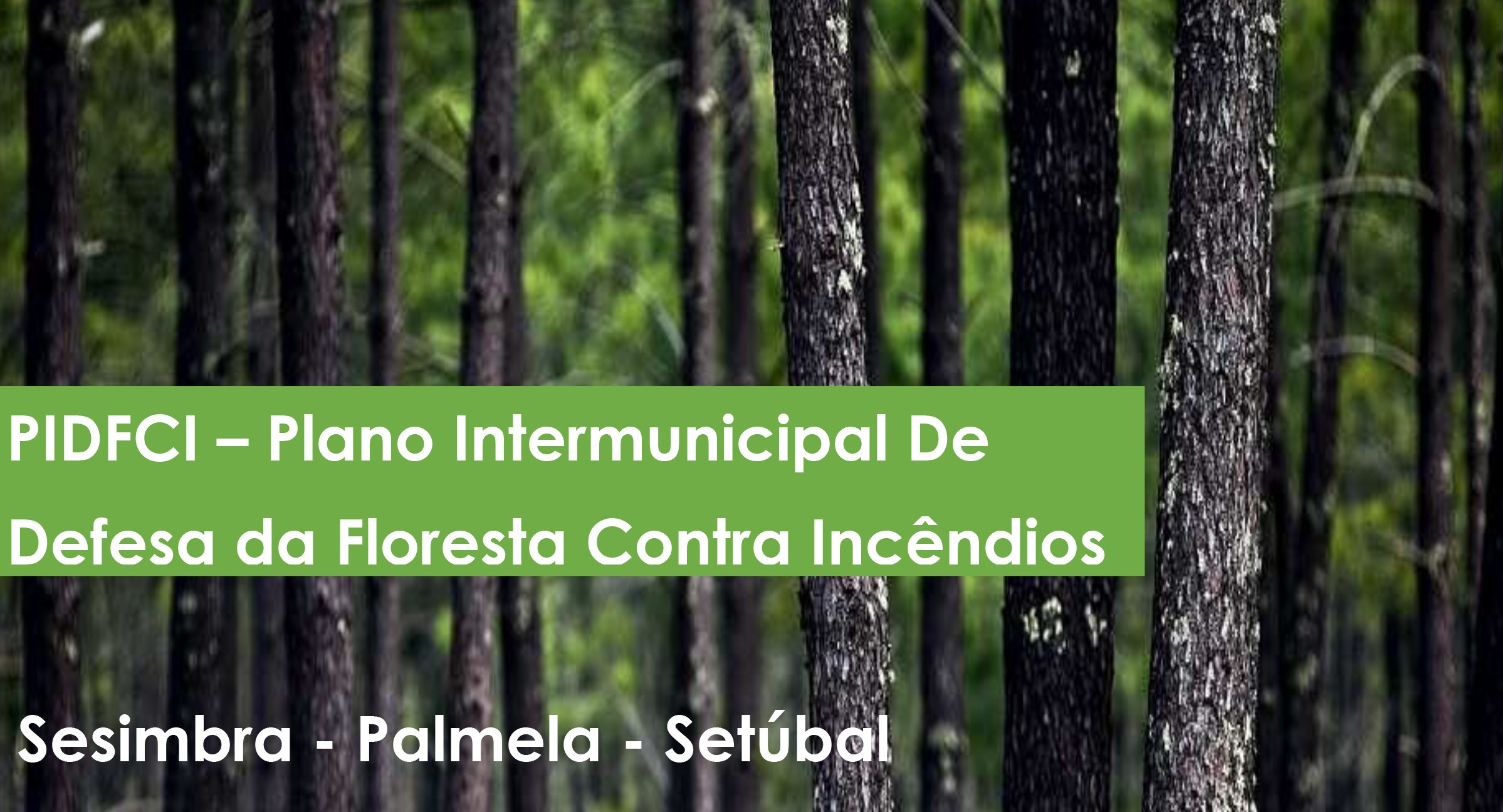 Plano Intermunicipal de Defesa da Floresta: Consulta pública até 26 de setembro