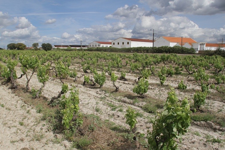 Participantes da International Data Food Conference visitam Fernando Pó