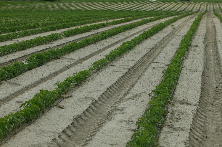 Recenseamento agrícola 2019