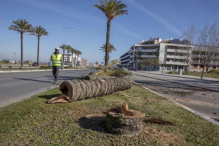 Praga leva ao abate de duas palmeiras na Urbanização de Val’Flores