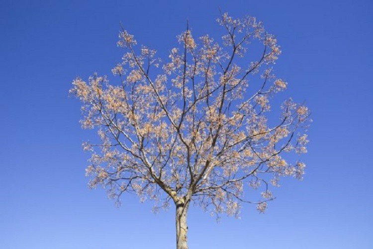 Bairro Assunção Piedade: corte de árvores na Quinta da Torre