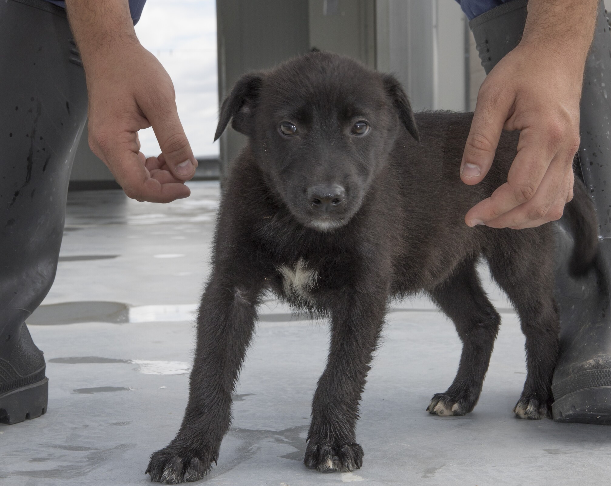 Associações de Proteção dos Animais recebem apoio financeiro