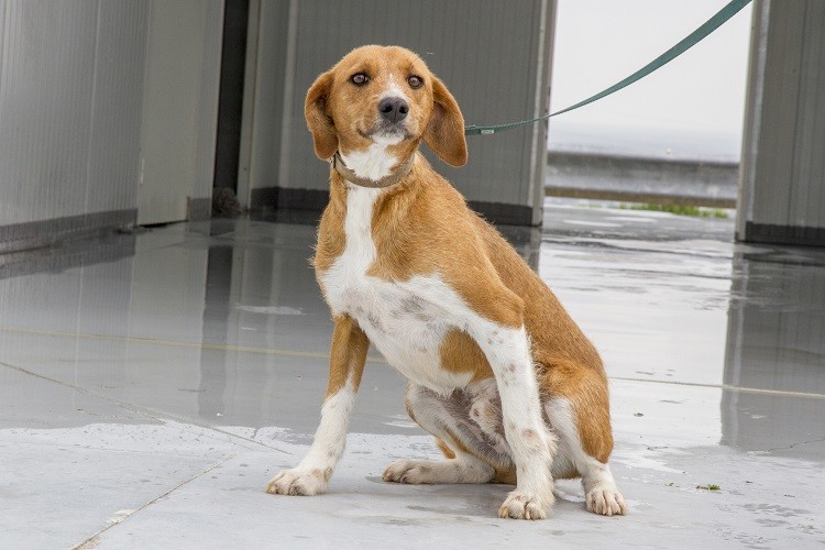 Campanha de Vacinação Antirrábica começa a 19 de agosto