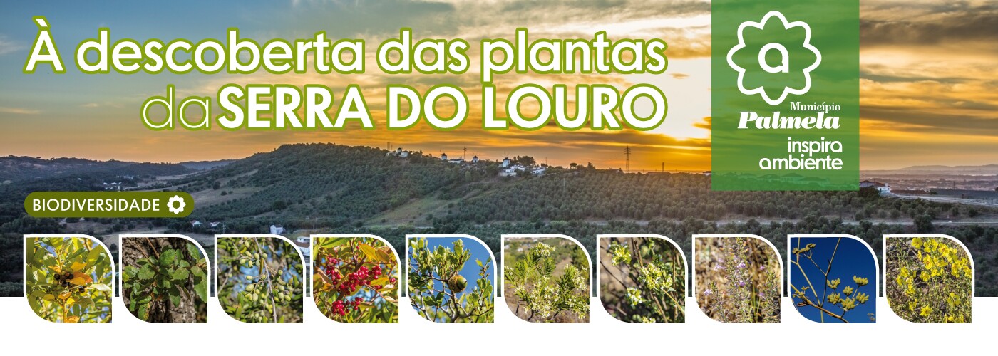 Ecology Day: Palmela dá a conhecer flora da Serra do Louro