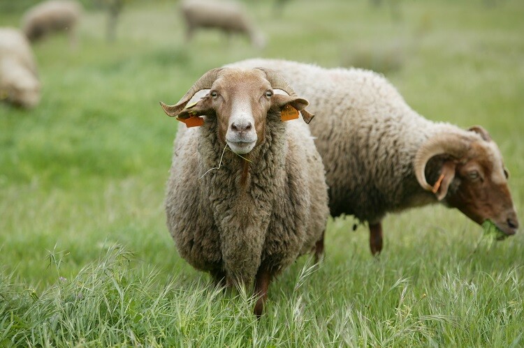 Município apoia ARCOLSA na preservação da ovelha saloia