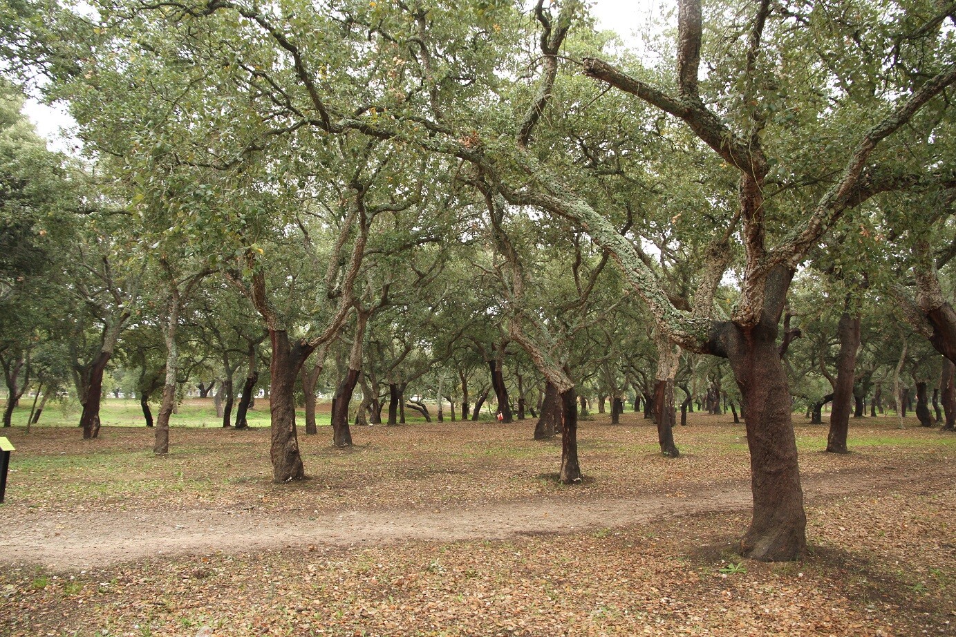 Inscrições abertas para visita ao Sobral de Quinta do Anjo com identificação de aromáticas, cogum...