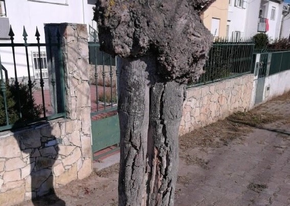 Estação de Palmela - Árvores doentes substituídas por cerejeiras ornamentais