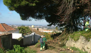 Câmara abate pinheiro na Mata de S. João 