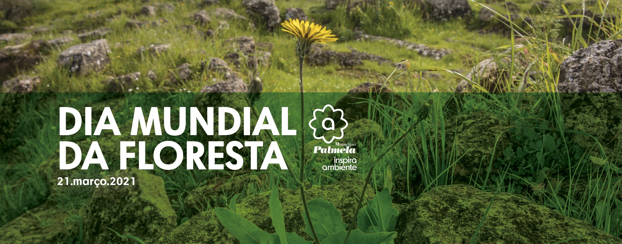 Palmela comemora Dia Mundial da Floresta