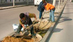 Autarquia replanta árvores nos espaços públicos do concelho 