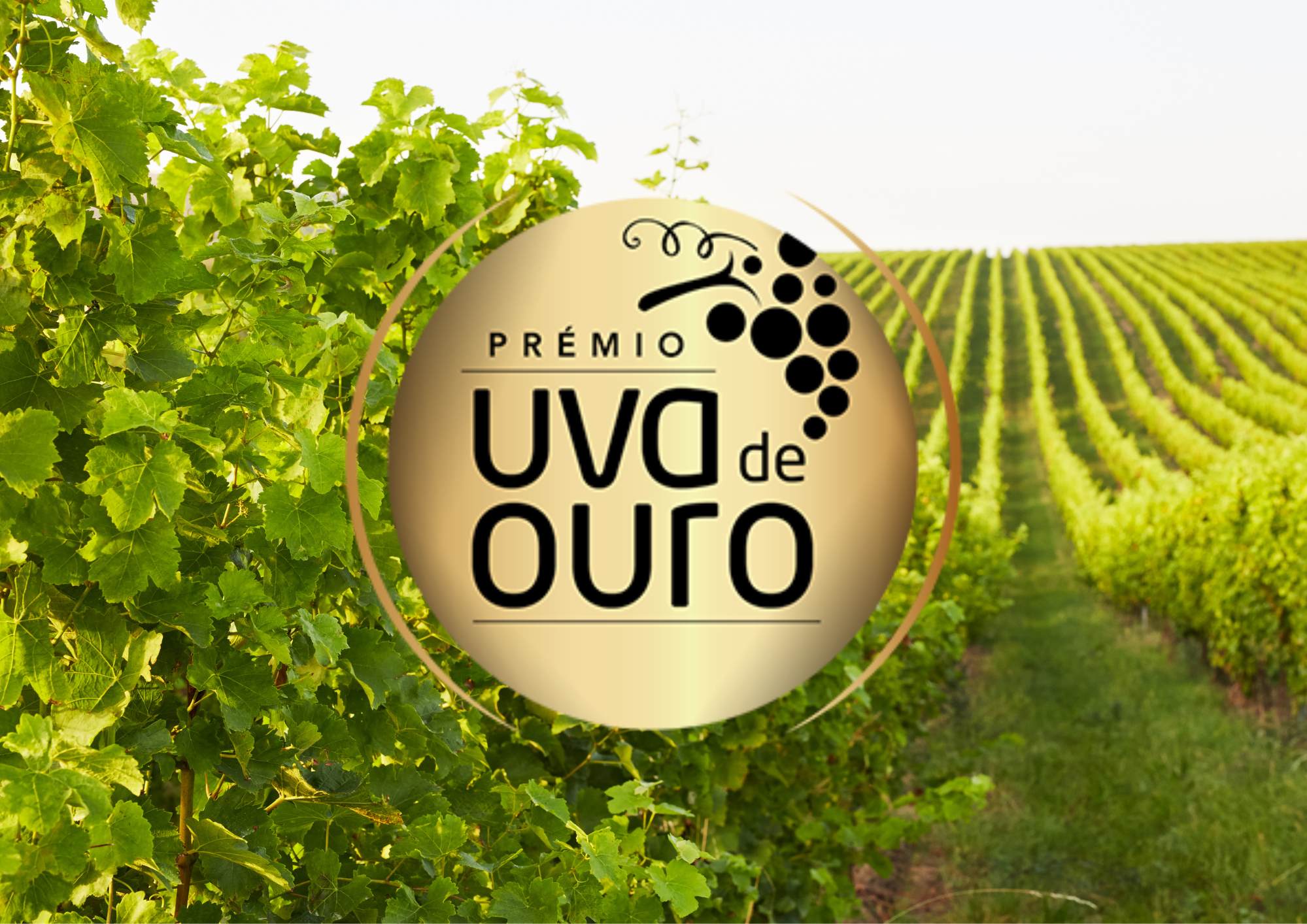 Câmara de Palmela saúda adegas do concelho