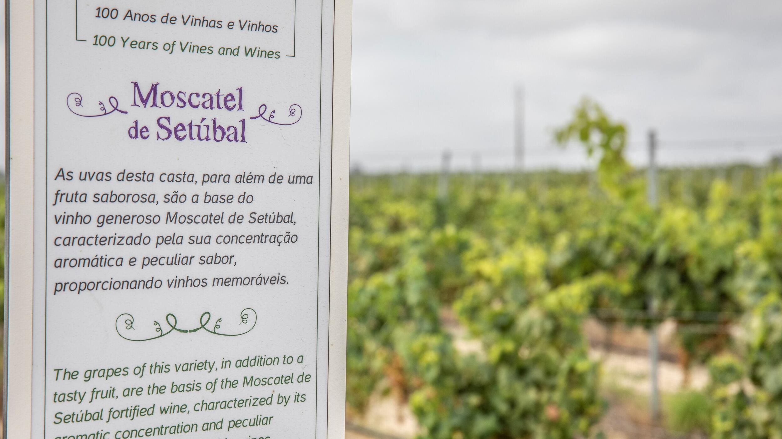 “Jardins de Vinhas” Biotrails promove percurso guiado pela paisagem vinícola de Palmela