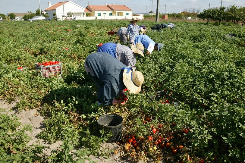 Apoio financeiro à Associação de Agricultores do Distrito de Setúbal valoriza espaço rural